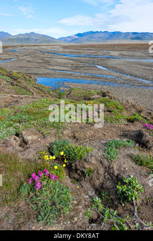 Riverbed vicino al villaggio di dubbia, Wrangel Island, Chuckchi Mare, Estremo Oriente Russo, Patrimonio Mondiale dell Unesco Foto Stock