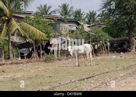 Una mucca è in piedi sull'erba disseminato di plastica accanto ai binari della ferrovia a desolata stazione ferroviaria di Battambang, Cambogia. Foto Stock