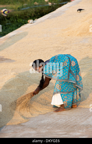 Giovani villaggio indiano donna spazzando su riso che è stato essiccamento al sole su un indiano street. Andhra Pradesh, India Foto Stock