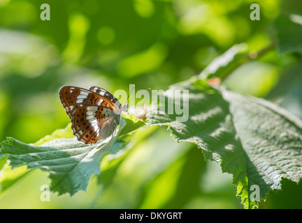 White Admiral Butterfly: Limenitis camilla. Parte inferiore. Surrey, Inghilterra Foto Stock