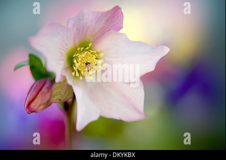 Close-up immagine di un unico colore rosa Helleborus x hybridus 'Walberton del fiore di rosmarino Foto Stock