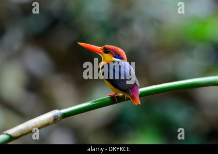 Bel maschio nero-backed Kingfisher (Ceyx erithacus) seduto sul ramo a Kaeng Krachan Parco Nazionale,Thailandia Foto Stock