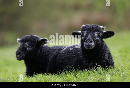 Herwick pecora con la sua twin agnelli nati nel Nord Yorkshire Foto Stock