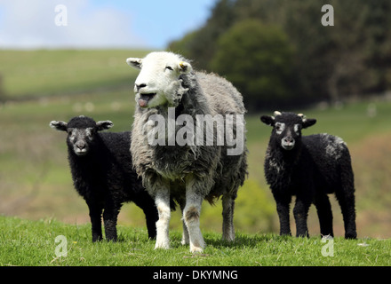 Herwick pecora con la sua twin agnelli nati nel Nord Yorkshire Foto Stock