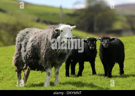 Herwick pecora con la sua twin agnelli nati nel Nord Yorkshire Foto Stock