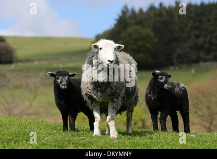 Herwick pecora con la sua twin agnelli nati nel Nord Yorkshire Foto Stock