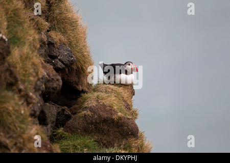 Puffin Fratercula Arctica solo arroccato sulla scogliera erbose a bordo Foto Stock