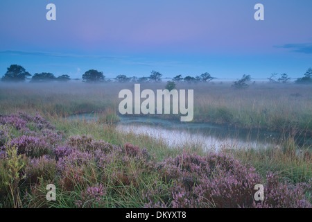 Bella la calma misty sunrise su Swamp, Fochteloerveen, Drenthe, Paesi Bassi Foto Stock