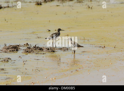 Bel legno sandpiper(Tringa glareola) in area paddyfields Foto Stock