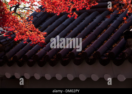 Foglie di acero che mostra i colori autunnali contro tradizionali piastrelle in argilla copritetti - Seoul, Corea del Sud Foto Stock