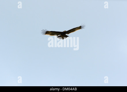 Bella da solo maggiore Spotted Eagle (Aquila clanga) volare nel cielo Foto Stock