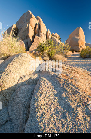 Parco nazionale di Joshua Tree all'alba, CALIFORNIA, STATI UNITI D'AMERICA Foto Stock