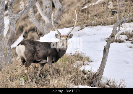 Sika cervo (Cervus nippon) guardando la telecamera, in piedi su un hilside, Rausu, Hokkaido, Giappone. Foto Stock