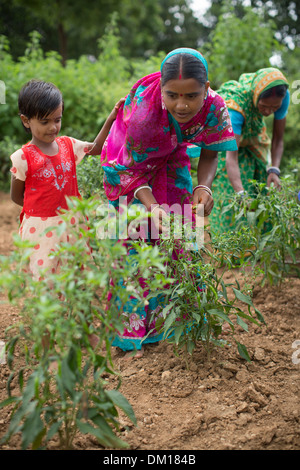 Un agricoltore peperoncini raccolti in Stato di Bihar, in India. Foto Stock