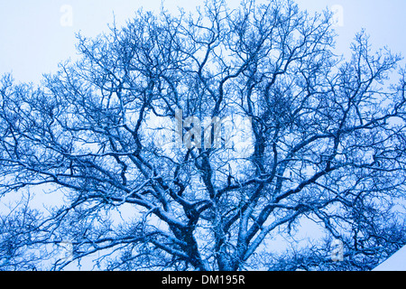 Struttura coperta di neve rami Ek Oak Quercus robur inverno Foto Stock