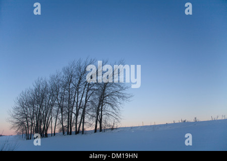 Aspen Populus tremula alberi Grove sera d'inverno Foto Stock