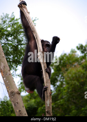 Animale Zoo Foto Stock