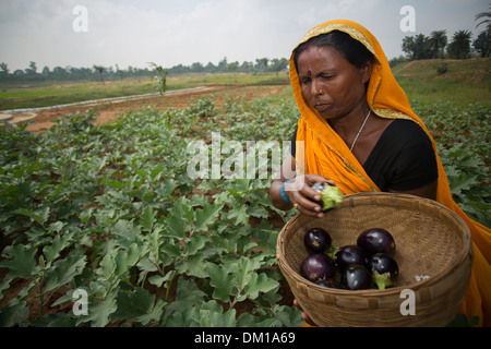 Contadina in Stato di Bihar, in India. Foto Stock