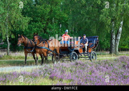 Carrozza a cavalli con i turisti a cavallo attraverso la brughiera di Lüneburg / Lunenburg brughiera in estate con heather fioritura, Germania Foto Stock