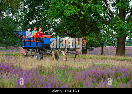 Carrozza a cavalli con i turisti a cavallo attraverso la brughiera di Lüneburg / Lunenburg brughiera in estate con heather fioritura, Germania Foto Stock