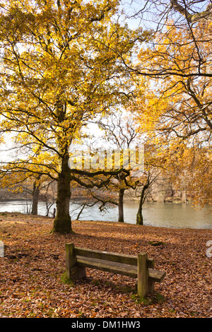 In autunno il Royal Foresta di Dean, Cannop stagni, GLOUCESTERSHIRE REGNO UNITO Foto Stock