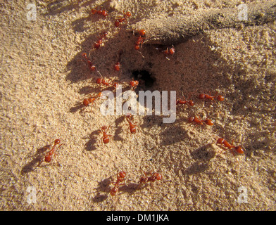 Rosso o formiche che entrano e lasciano il tumulo di colonia. Ci sono stati lungo le rive del Fiume Colorado nel Grand Canyon. Foto Stock