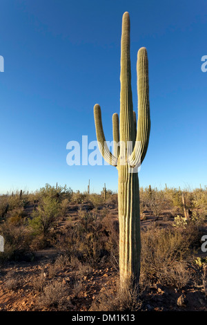 Lone cactus Saguaro (Carnegiea gigantea), ad ovest del Saguaro National Park, Tucson, Arizona Foto Stock