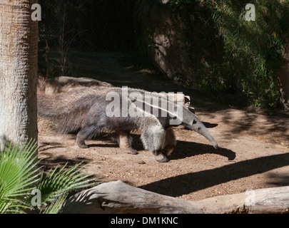 Giant anteater (Myrmecophaga tridactyla), noto anche come la formica orso, è un grande mammifero insettivori. Foto Stock