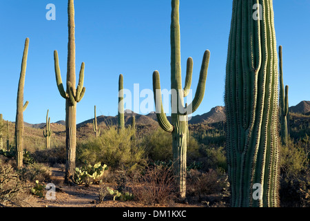 Cactus Saguaro (Carnegiea gigantea), ad ovest del Saguaro National Park, Tucson, Arizona Foto Stock