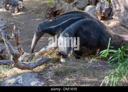Giant anteater (Myrmecophaga tridactyla), noto anche come la formica orso, è un grande mammifero insettivori. Foto Stock