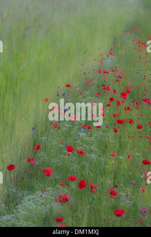 Poppies in orzo campo nei pressi di Campi, Umbria, Italia Foto Stock