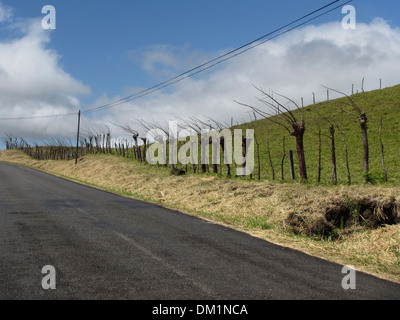 Una recinzione vivente che è costituito da una miscela di posti e gli alberi vivi protegge un campo di fattoria, questa in Costa Rica. Foto Stock