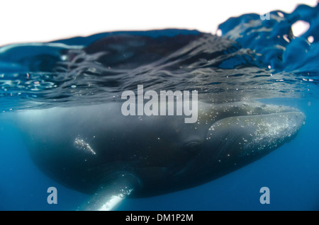 Una metà e metà colpo di Humpback Whale Megaptera novaeangliae vicino alla superficie in Antartide Foto Stock