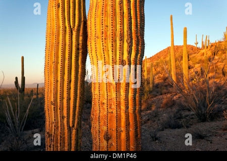 Giant cactus Saguaro (Carnegiea gigantea), il Parco nazionale del Saguaro, West, unità di Tucson, Arizona