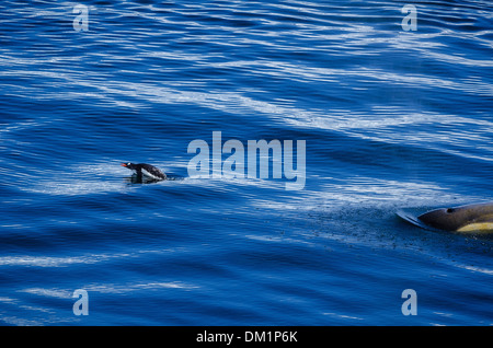 Un pinguino papua Pygoscelis papua inseguito da un tipo B stretto di Gerlache Killer Whale orcinus orca in Antartide Foto Stock