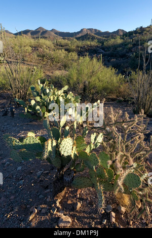 Il fico d'india, cactus Saguaro Ovest del Parco Nazionale, Tucson, Arizona Foto Stock