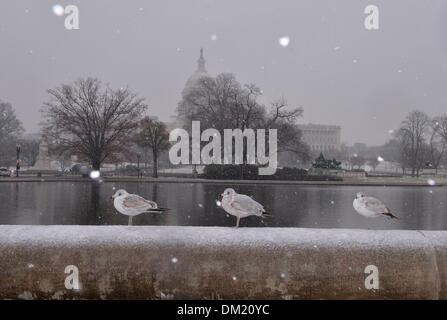 Washington DC, Stati Uniti d'America. Il 10 dicembre 2013. Gabbiani stand amid nevicata nella parte anteriore del Campidoglio di Washington DC, capitale degli Stati Uniti, Dic 10, 2013. La neve è caduta di martedì in gran parte degli Stati Uniti Costa est, urtando almeno 50 milioni di persone che vivono in questa regione, con le scuole e gli uffici federali di chiudere le loro porte per il giorno. (Xinhua/Zhang Jun/Alamy Live News) Foto Stock