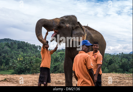 Sri Lanka, Pinnawela, elsphant's formatori nel vivaio di elefante Foto Stock