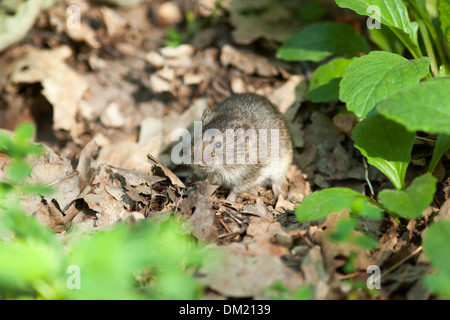 Clethrionomys glareolus, Bank vole. Parco Timirjazevsky, Mosca. La Russia. Foto Stock