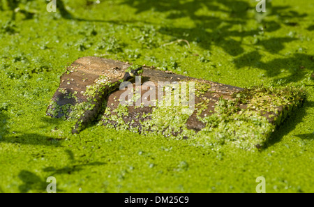 Un Europeo Biscia nuota attraverso acqua a caccia di girini nel selvaggio. Foto Stock