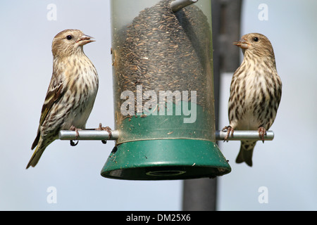 Pine siskins a Bird Feeder Foto Stock