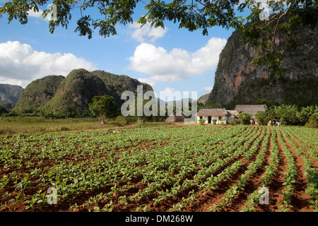 La piantagione di tabacco farm con calcare mogote, Vinales Valley, sito patrimonio mondiale dell'UNESCO, Cuba, Caraibi Foto Stock