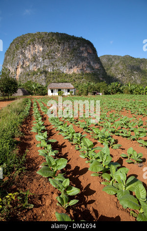 La piantagione di tabacco farm con calcare mogote, Vinales Valley, sito patrimonio mondiale dell'UNESCO, Cuba, Caraibi Foto Stock