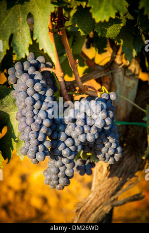 Le uve di Sangiovese maturano in un vigneto vicino a Montepulciano, Toscana, Italia Foto Stock