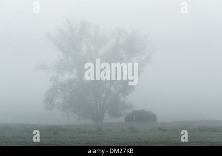 Mattinata nebbiosa tree, Kent, Connecticut, Stati Uniti d'America Foto Stock