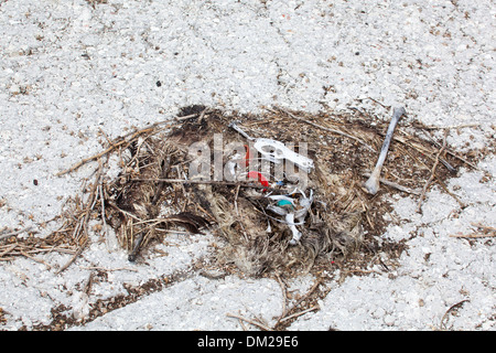 Resti di albatross morto con tappi di bottiglia e altri detriti marini di plastica che sono stati ingeriti dall'uccello su Midway Atoll. Foto Stock