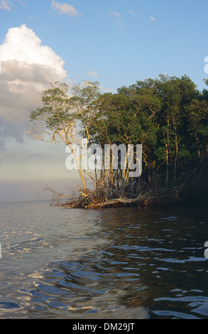 Mangrovie stand sul bordo di Charlotte Harbor e taglio della Shell. Foto Stock