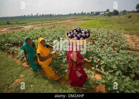 Womans agricoltore in Stato di Bihar, in India. Foto Stock