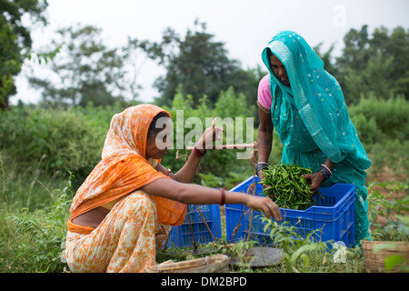 La donna gli agricoltori in Bihar, in India pesare un raccolto di peperoncino. Foto Stock