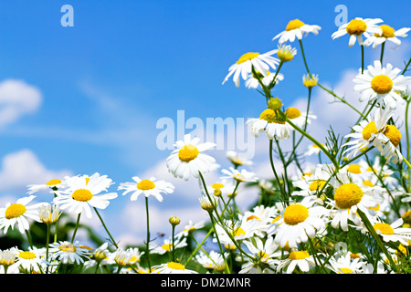 Margherite bianche sul cielo blu con nuvole Foto Stock